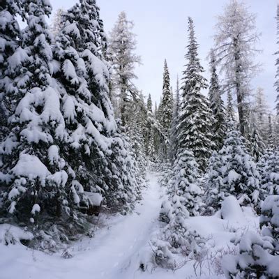 Snowshoe to the Mt. Spokane Summit, Mt. Spokane Trail