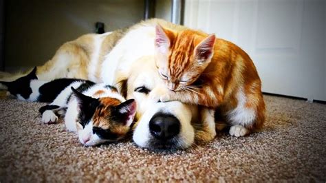 Found on Bing from www.youtube.com in 2020 | Kittens cutest, Funny cats and dogs, Dog cat