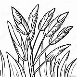 Wheat Coloring Page 44863 35460 sketch template
