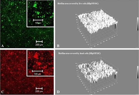 Biofilm formed by living and dead cells of Haemophilus parainfluenzae... | Download Scientific ...