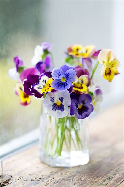 Vase Of Pansies On A Window Sill | Stocksy United