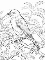 Mountain Bluebird Coloring Page sketch template