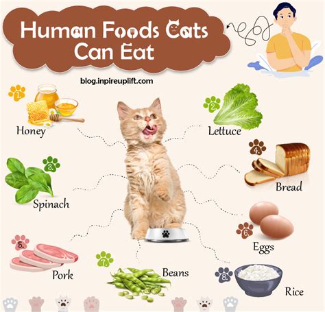 What Can and Can't Cats Eat? - Cat Health