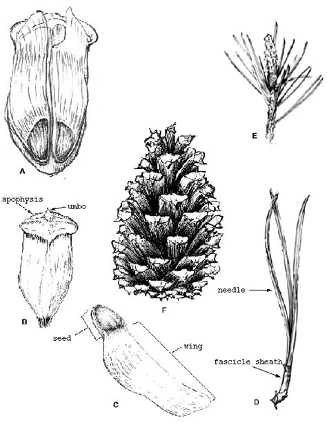 Pine Characteristics