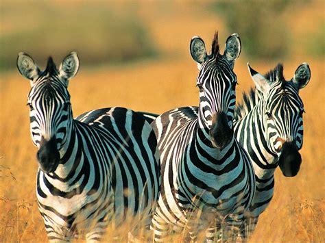 Cute Zebra Wallpapers - Top Free Cute Zebra Backgrounds - WallpaperAccess