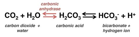 Carbonic anhydrase plays an important role in transport of carbon dioxide in?