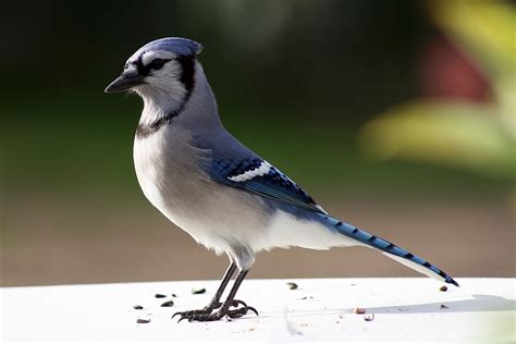 Wild life: Blue jay | wild birds