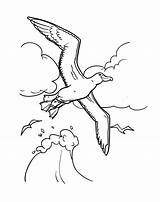 Albatross Coloring Pages  Best Coloring For Kids sketch template