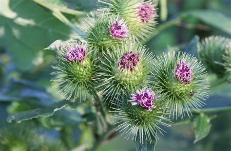 burdock flower · CommonWealth Holistic Herbalism