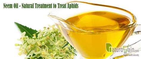 9 Simple and Best Home Remedies for Aphids