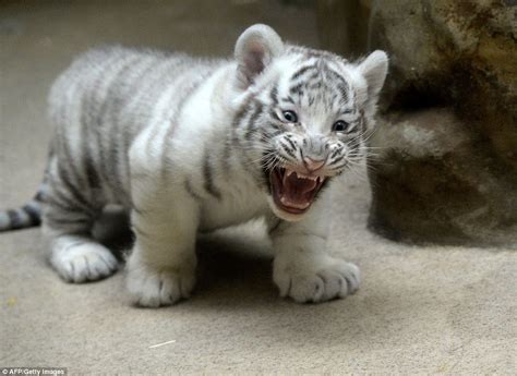 Liberec Zoo's white tiger cub bares its fangs in front of its proud mother in Czech Republic ...