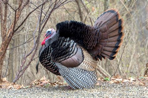 The Wild Turkey: History of an All-American Bird | Old Farmer's Almanac