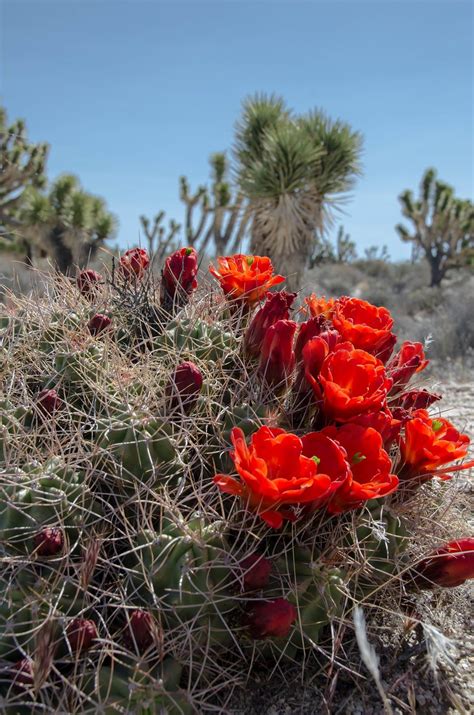 Mojave Desert Blog: Brilliant Blooms | Desert flowers, Plants, Desert plants