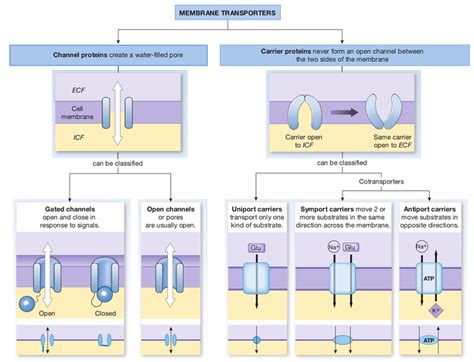 Carrier Mediated Transport Active Or Passive