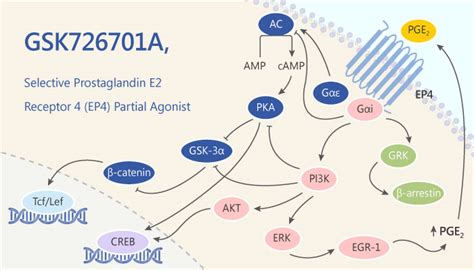 GSK726701A is a Selective Prostaglandin E2 Receptor 4 (EP4) Partial ...