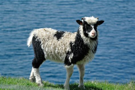 Photos: The Weird and Wonderful Sheep of the Faroe Islands - Modern Farmer