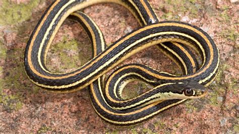 Snakes of Colorado | Museum of Natural History | University of Colorado ...