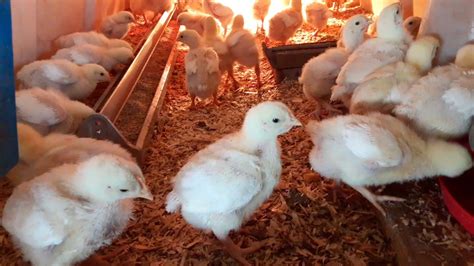 Our Cornish Cross Broilers are growing fast. They're now 2 weeks old. In 2 more weeks they will ...