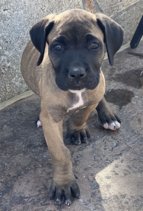 Cane Corso Puppies For Sale | Riverside County, CA #336685