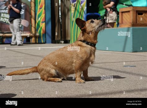 Odie (dog from Garfield The Movie). Seen here on stage at Universal Studios Stock Photo - Alamy