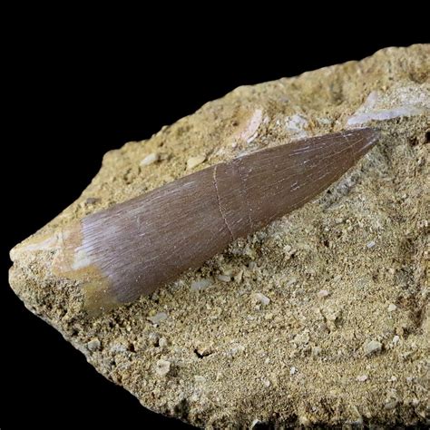 Know About Elasmosaurus Teeth, Diplodocus Fossils, Edmontosaurus Teeth | by Fossil Age Minerals ...