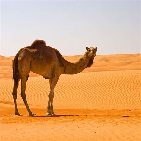 Arabian Desert Wallpapers - Top Free Arabian Desert Backgrounds 40D