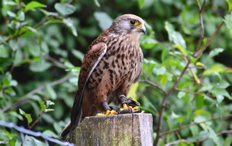 Hawk Symbolism: Spiritual Meaning, Totem, Spirit, & Omens