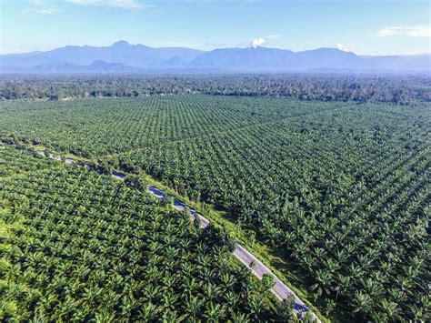 Palm oil products - and why palm oil is bad for the environment | GoodtoKnow