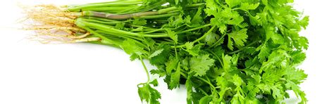 Plant of the month: coriander, the aromatic herb that you will either ...