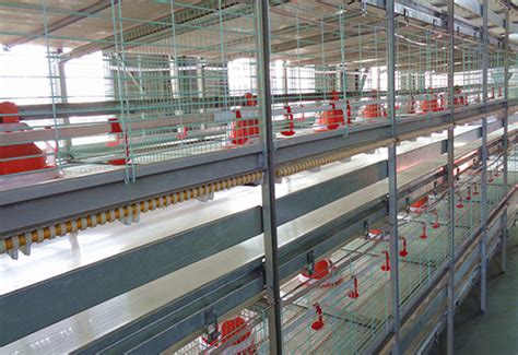 Broiler Chicken Farming Equipment for Sale in Commercial Poultry ...