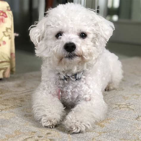 Are Bichon frise Dogs Good for Seniors?