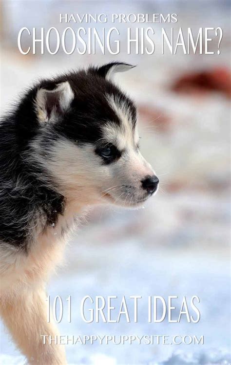 Husky Names - Great Name Ideas For Siberian and Alaskan Huskies