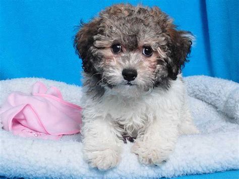 Shake A Paw - New Jersey's Puppy Superstore | Bichon poodle mix, Love pet, Emotional support dog