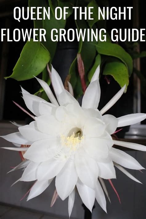 Queen Of The Night Flower Growing Guide