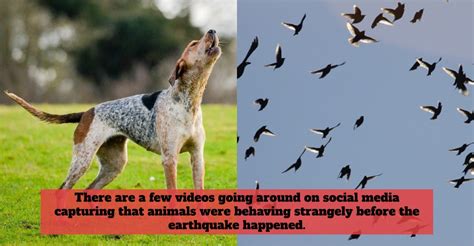 Can Animals Really Detect The Early Signs Of Earthquakes?