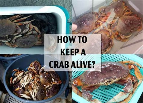 How To Keep A Crab Alive : 3 Easy Stepsouachitaadventures.com