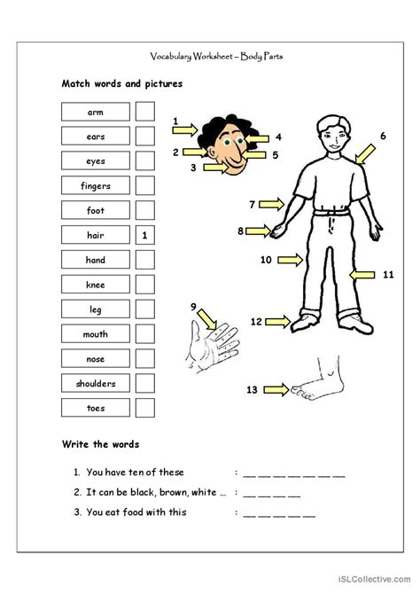 Vocabulary Matching Worksheet - Body…: English ESL worksheets pdf & doc