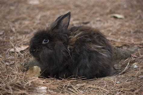 Rabbit HQ: The Jersey Wooly Rabbit - LittleFurryPets