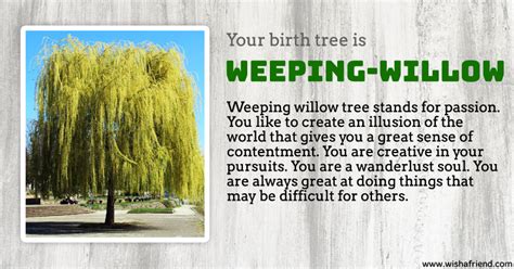 Your Birth Tree: Weeping Willow Tree