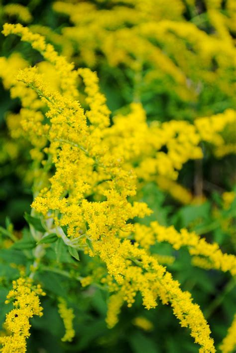 Goldenrod flowers are a late season treat for butterflies, including ...