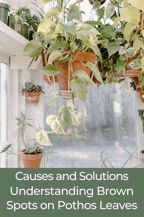 Causes and Solutions: Brown Spots on Pothos Leaves