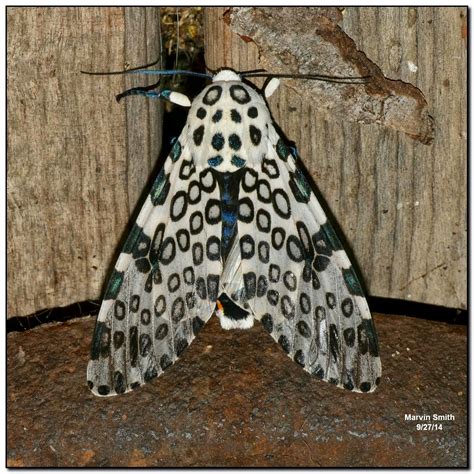 Nature in the Ozarks: Giant Leopard Moth (Hypercompe scribonia - 8146)