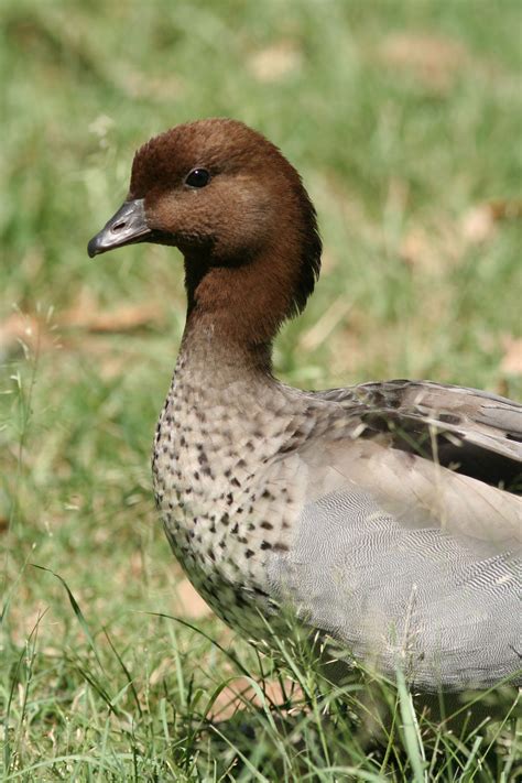 Australian_Wood_Duck | Nature Mates