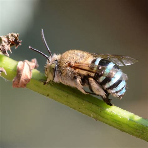 Our true blue beauty — Blue Bee Garden Design