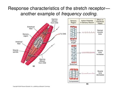 PPT - Review of reflex arc. PowerPoint Presentation - ID:295267