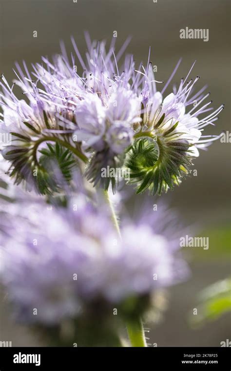 Stunning Phacelia tanacetifolia, bee friendly green manure, flower in close up, natural plant ...