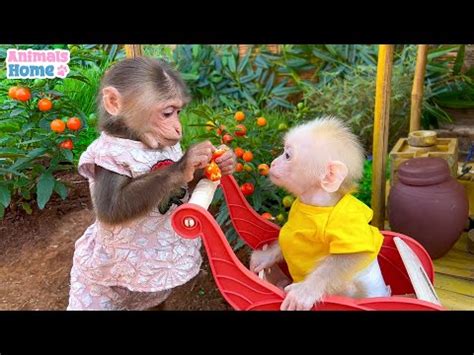 BiBi helps dad cook for baby monkey Obi - YouTube