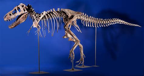 Stop the Tarbosaurus Auction! | WIRED