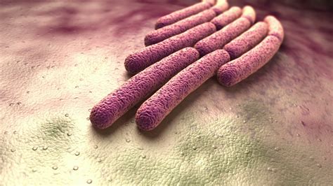 Colony of a Shigella sonnei bacteria Motion Background - Storyblocks