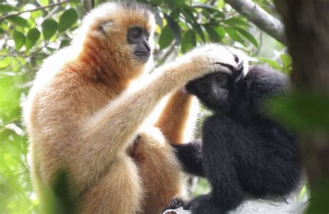 Can the world’s rarest mammal, the Hainan gibbon, be brought back from the brink? | Post ...